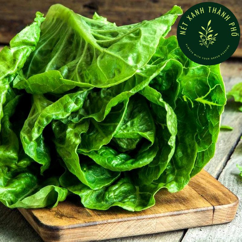[GIAO HÀNG 2 GIỜ] Hạt giống Xà Lách Romaine 2gr