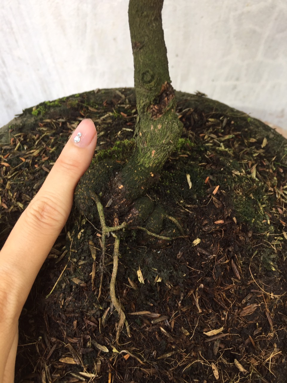 Mai Giảo Thủ Đức 1,5 mùa