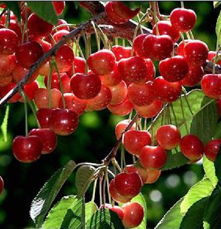 "Gói 10 Hạt " Hạt giống cây ăn trái cherry đỏ
