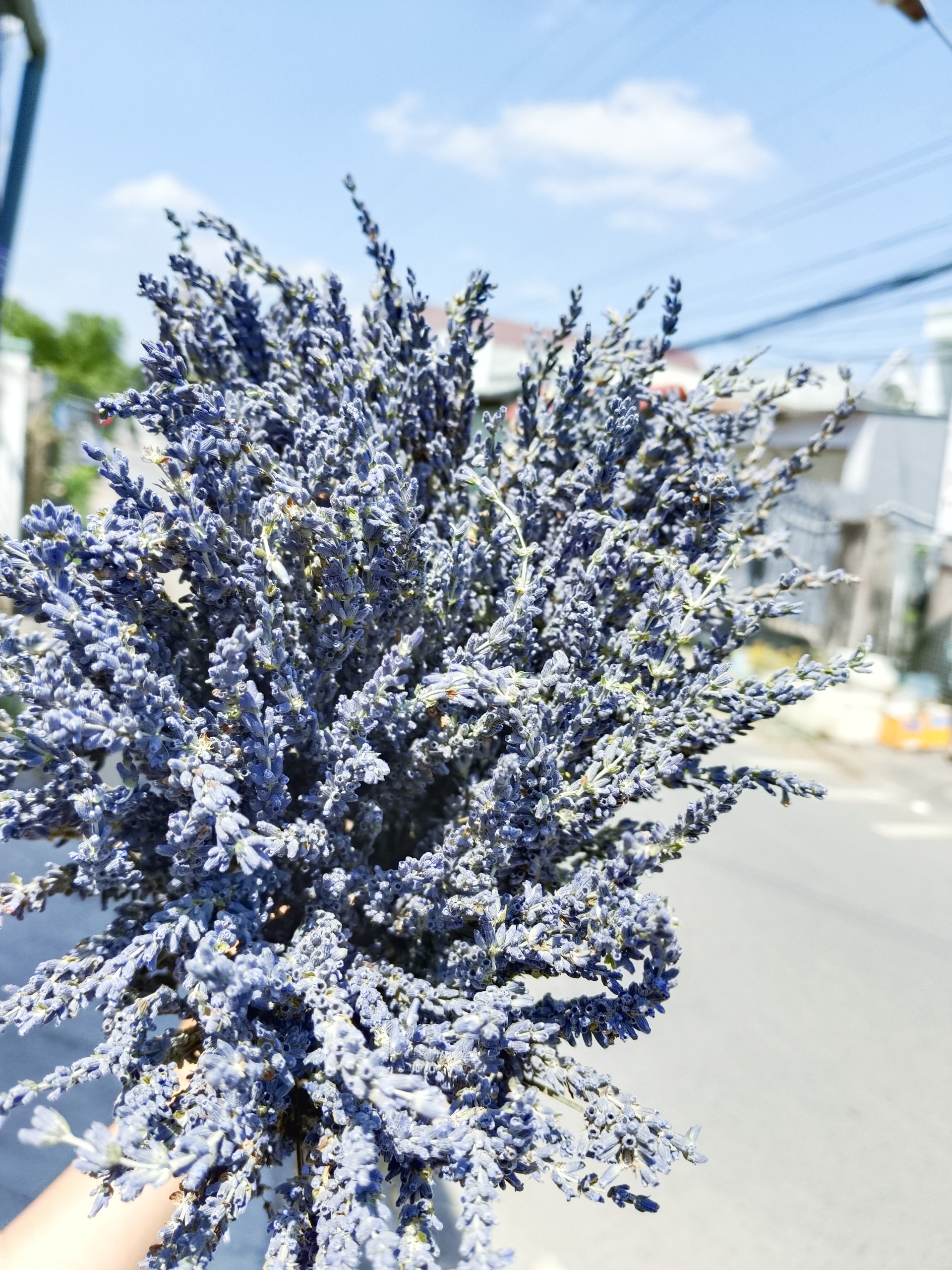 hoa khô - lavender, oải hương thơm ngát