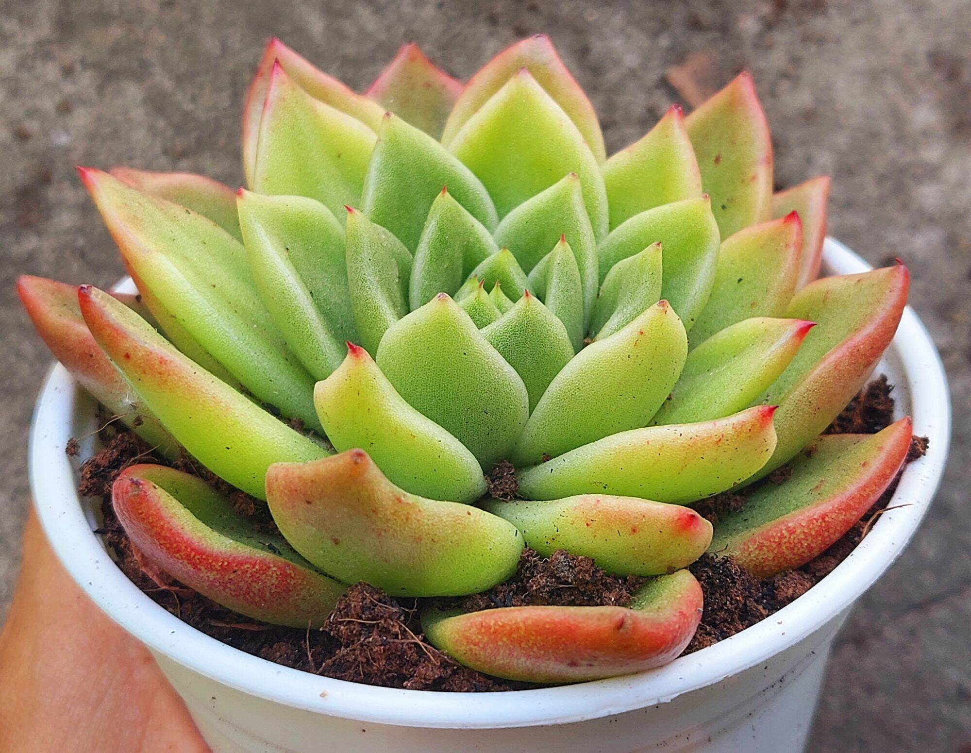 Sen đá GIVA size trung 8-10cm