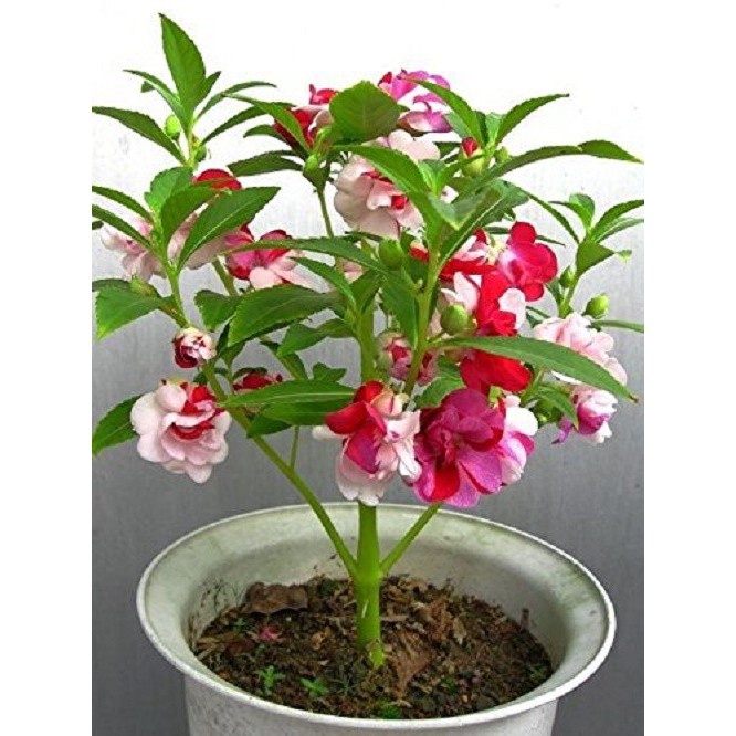 HOA MÓNG TAY NHIỀU MÀU - GÓI 1 GRAM