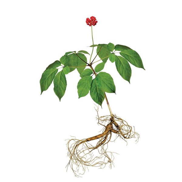 Hạt giống Nhân Sâm Hàn Quốc