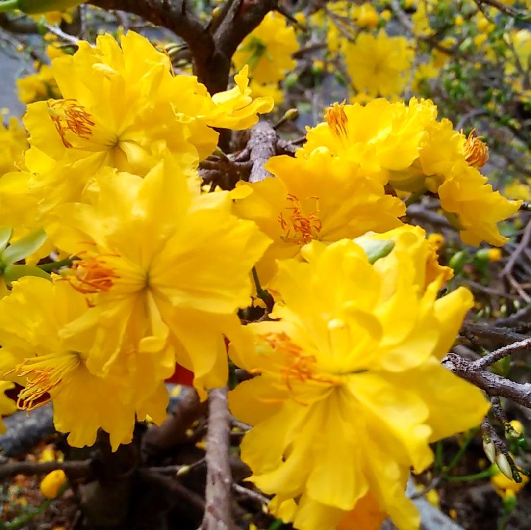 PHÂN HỮU CƠ CAO CẤP CHO CÂY MAI VÀNG, HOA HỒNG, RAU SẠCH VÀ CÁC LOẠI CÂY TRỒNG KHÁC TÚI 1KG