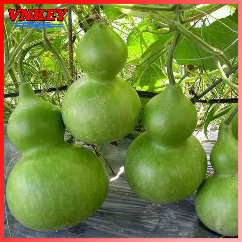 Hạt Giống Bầu Hồ Lô Đẹp Mắt