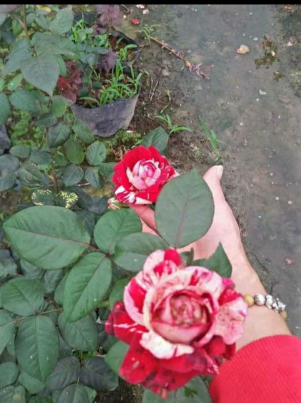 Chậu hoa hồng Julio
