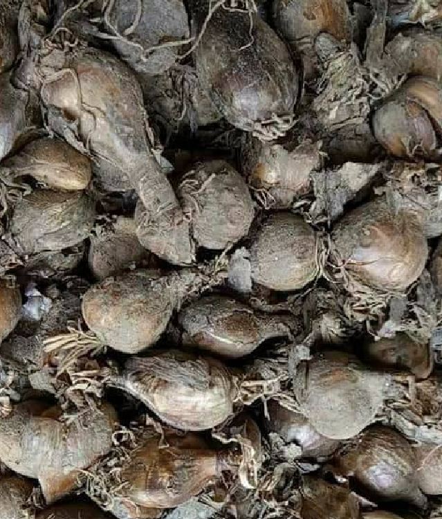 Củ giống hoa bỉ ngạn hoa màu cam - ( 1 củ )[Seeds]