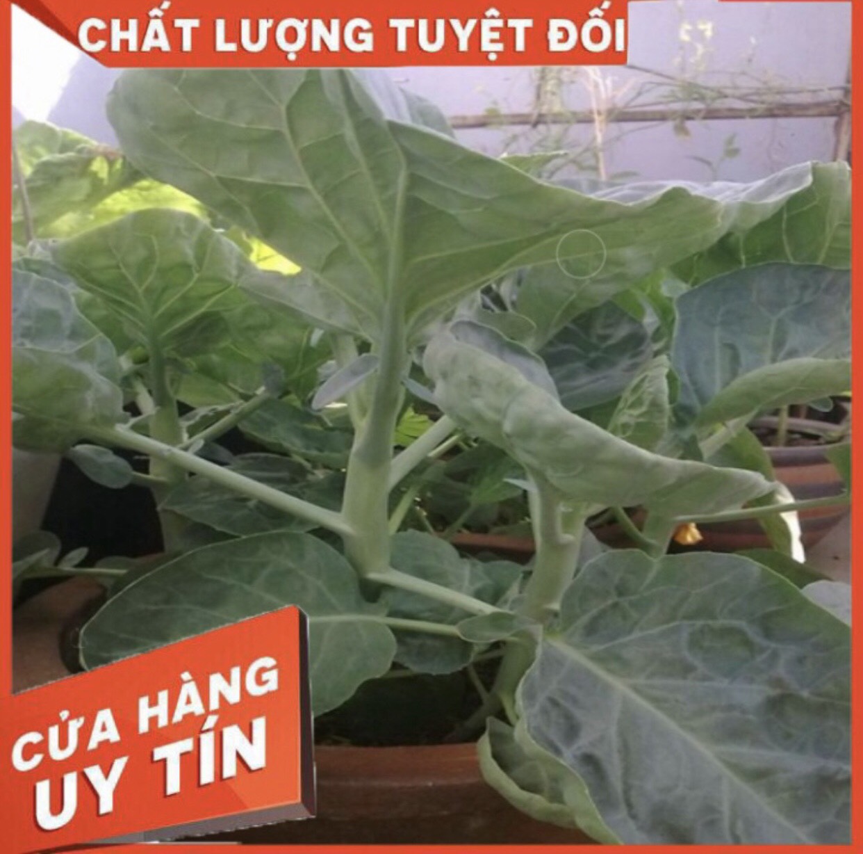 HẠT GIỐNG CẢI NGỒNG LÀN CẢI RỔ NHẬP KHẨU