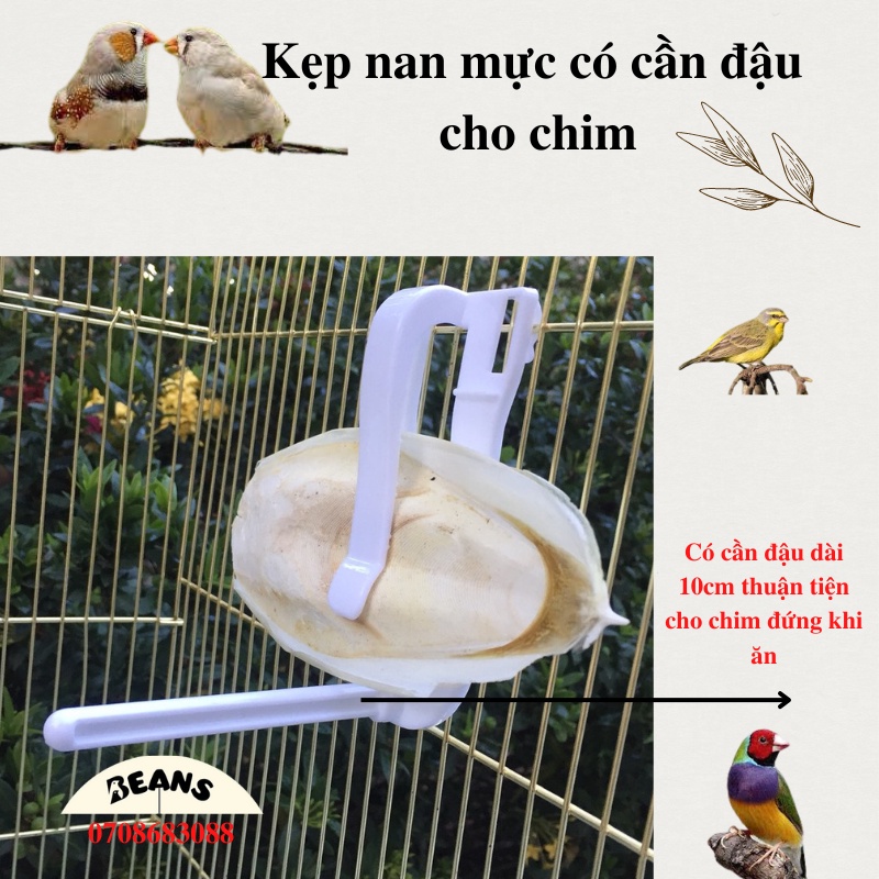 Kẹp nang mực có cần đậu đứng cho chim