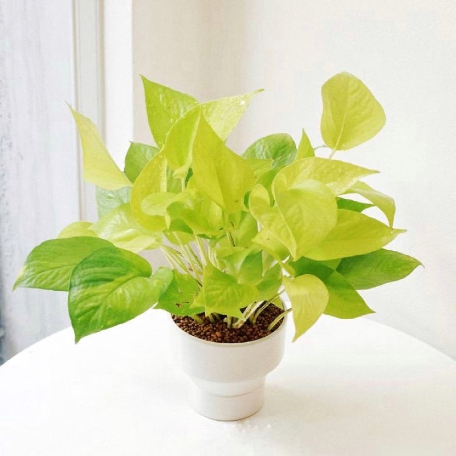Cây giống Philodendron erubescens gold/ trầu bà thái vàng.
