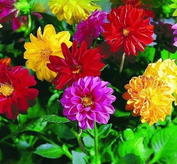 [ SP Mới Về] - Hạt giống hoa thược dược