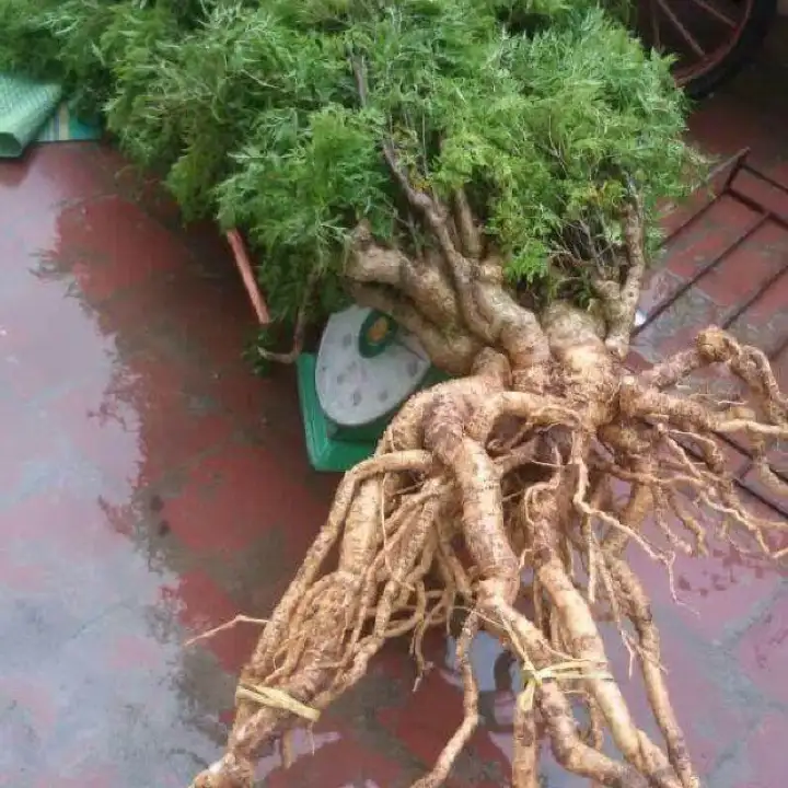 CHÍNH HẢNG] rể đinh lăng tươi 3-4kg | Lazada.vn