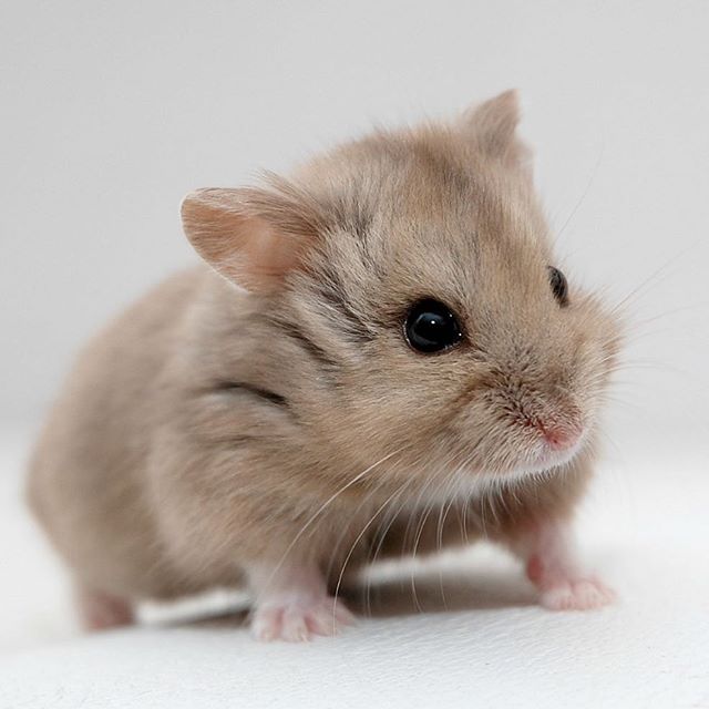 Nhà tắm hamster mika
