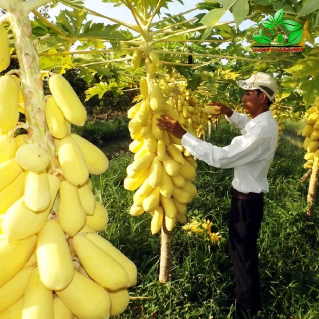 Hạt giống đu đủ vàng lùn gói 5H