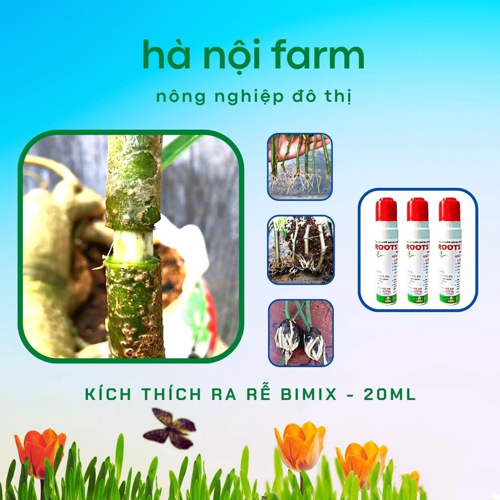 ROOTS NEW SIÊU RA RỄ CỰC MẠNH