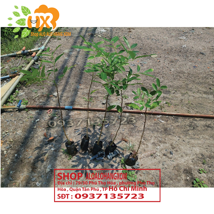 [HCM]Combo 5 cây xà cừ -cây giống