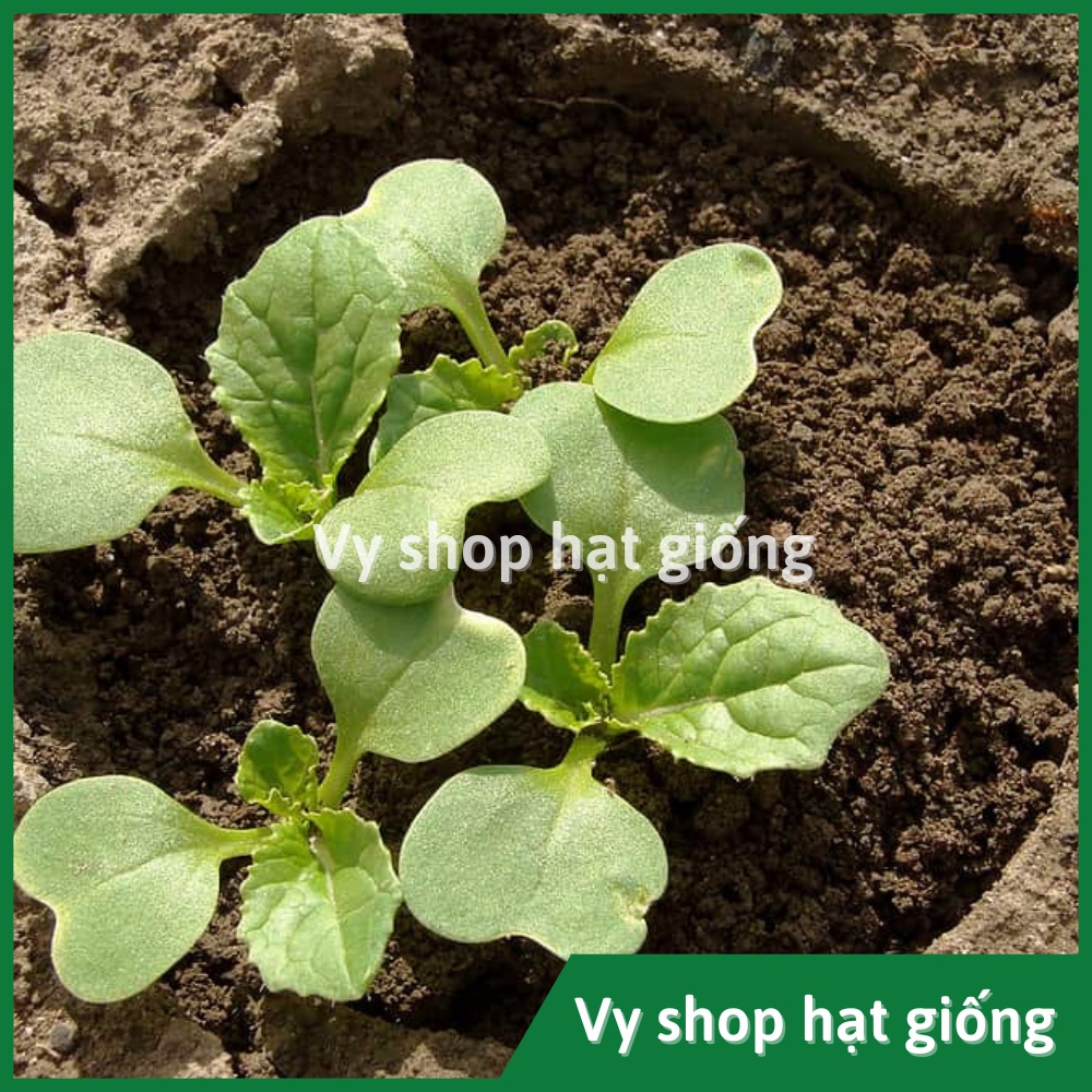 Hạt giống rau cải bẹ dúm (dún, dúng, nhúng) Thái Lan gói 2100 hạt