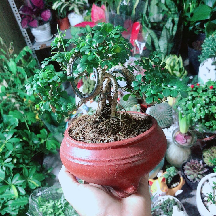 [HCM]Chậu Cây Cần Thăng Bonsai