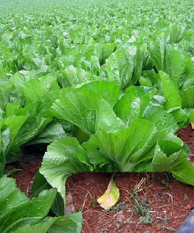 Hạt giống rau Cải bẹ dưa - Gói 20gr