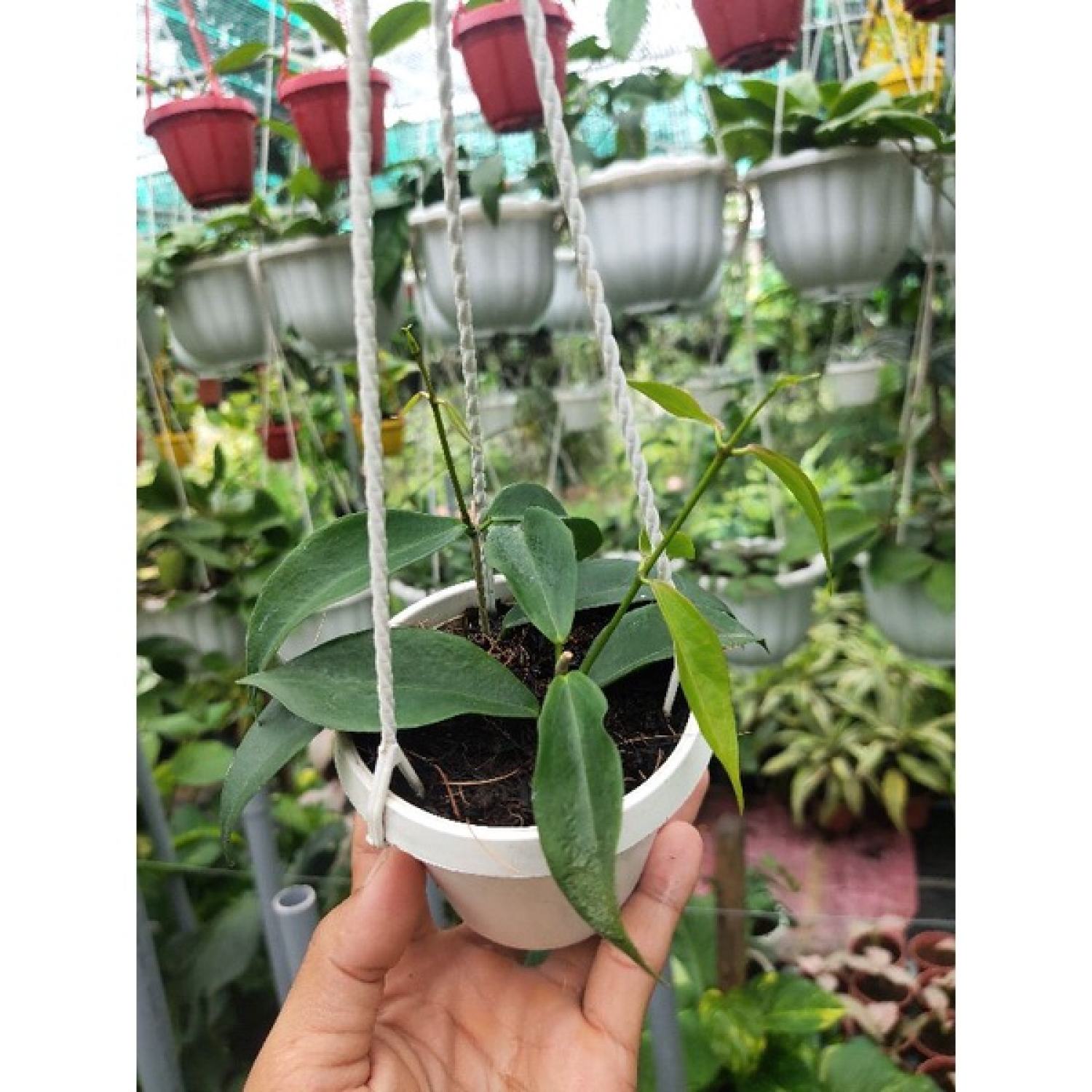 Cẩm cù nhiều loại ngẫu nhiên (không trùng loại)