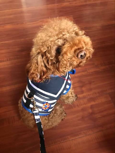 Áo yếm thuỷ thủ kèm dây dắt cho cún mèo🐶🐱