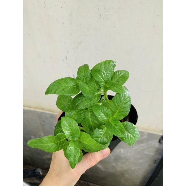 Chậu cây rau quế vị (xá xị)