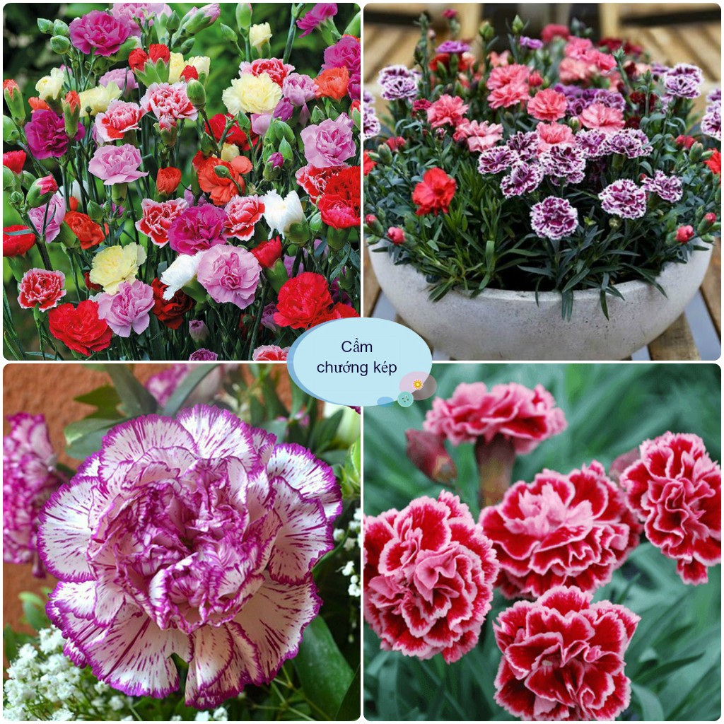 Hạt giống hoa cẩm chướng kép mix đủ màu