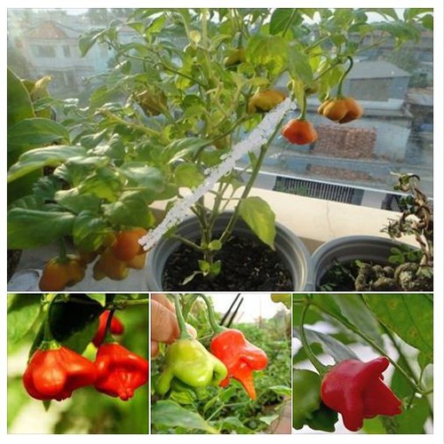 "Gói 20 Hạt " Hạt giống ớt chuông gió ( ớt hoa hồng )