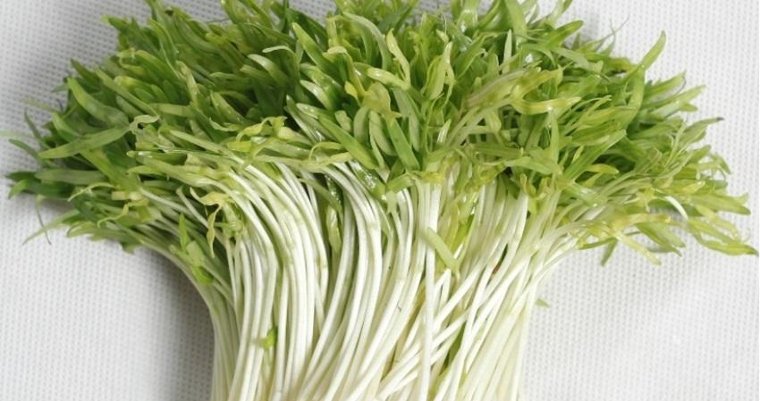 Hạt giống Rau mầm rau muống
