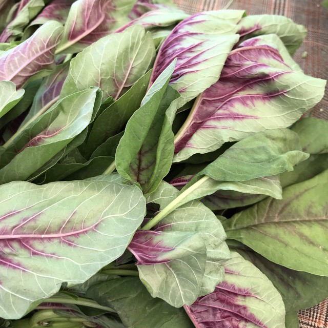 Hạt Giống Dền Tiều (Dền Xanh Đỏ) PhuNongSeeds - 20Gr
