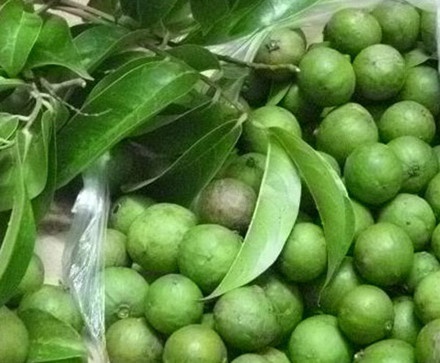 CÂY GIỐNG SẤU CHÙM, SẤU ĂN QỦA