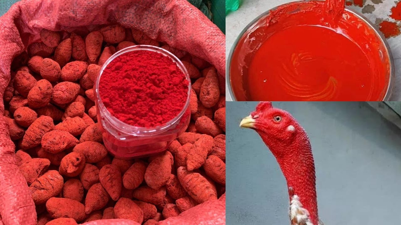 Nghệ Đỏ Cao Cấp Cho Gà Đá - Bột Nghệ xà cừ chuyên dùng cho Gà Chọi Loại nguyên chất