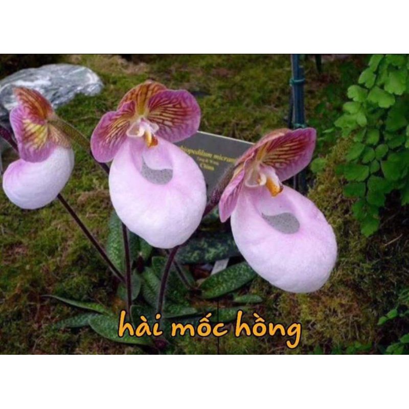 Lan Hài mốc hồng 1 cây