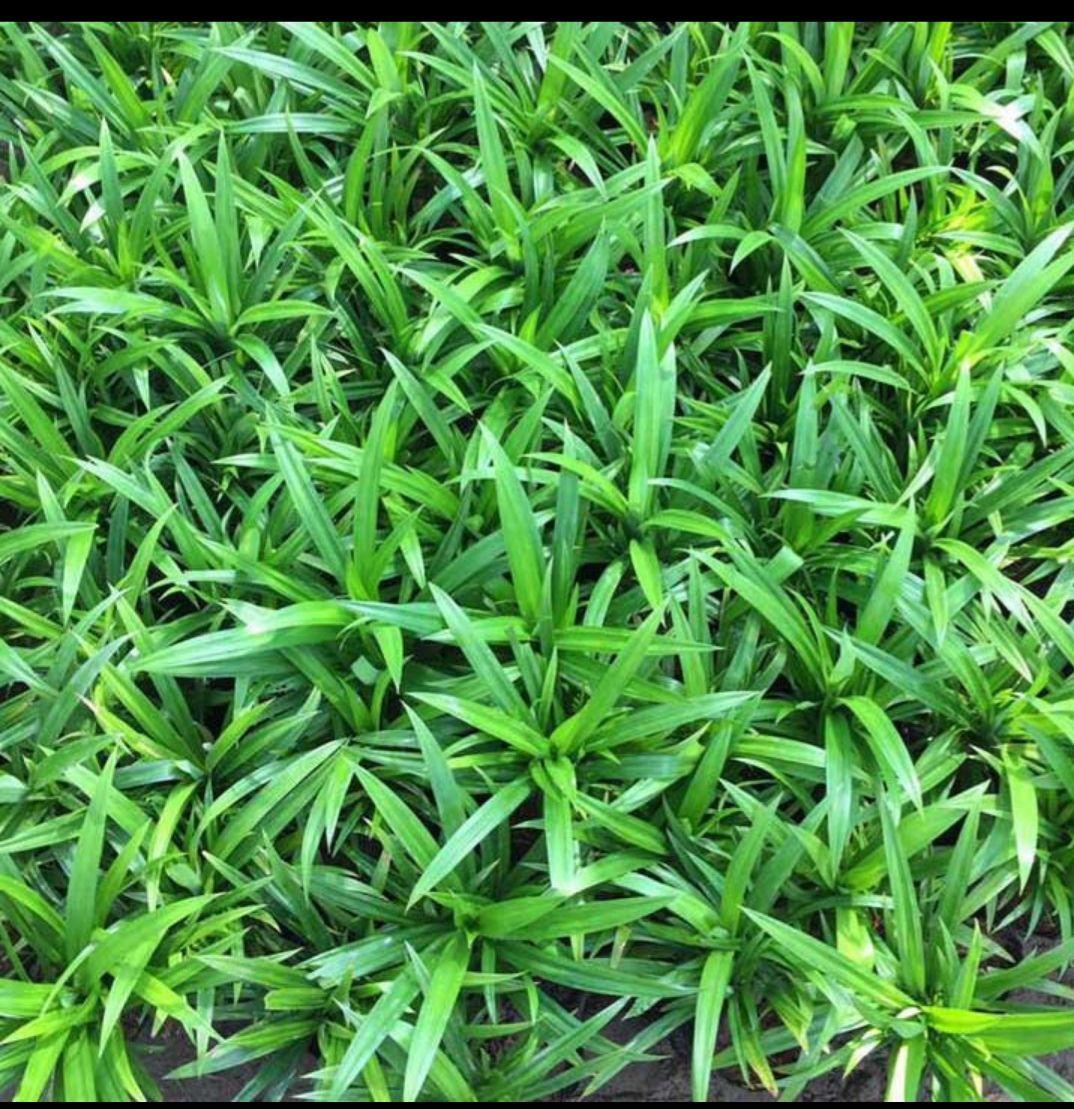 cây giống lá dứa bộ 10 cây