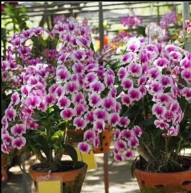 Lan dendro yaya nắng bầu nhỡ đang nhú nụ cho hoa Tết