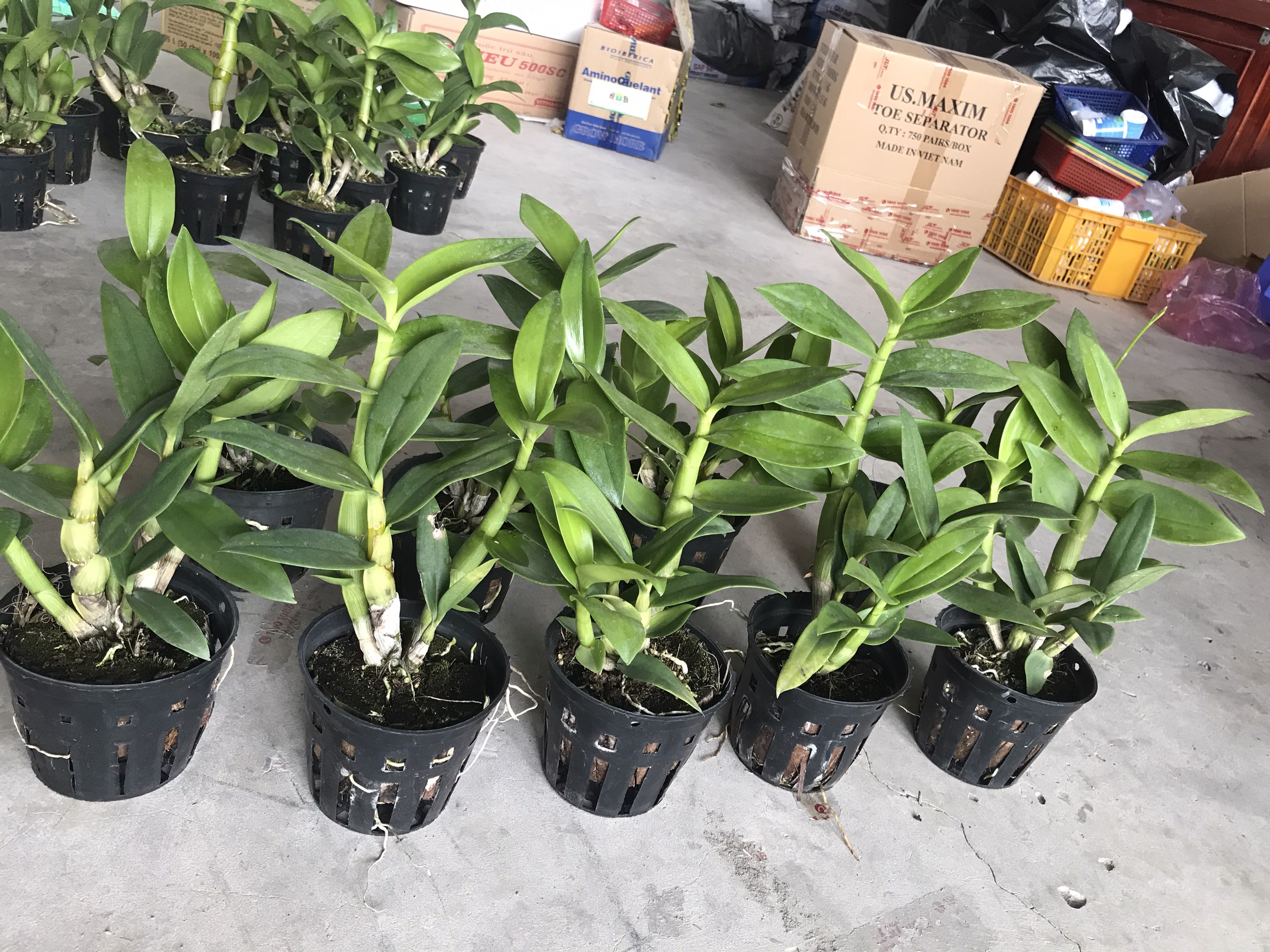 Denro chớp chuồn xổ 5%