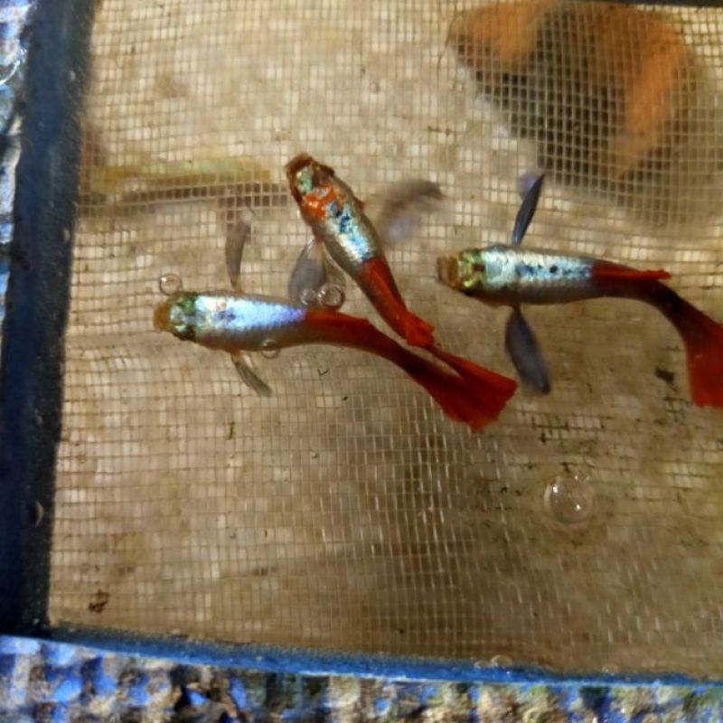 guppy Dumbo red tail