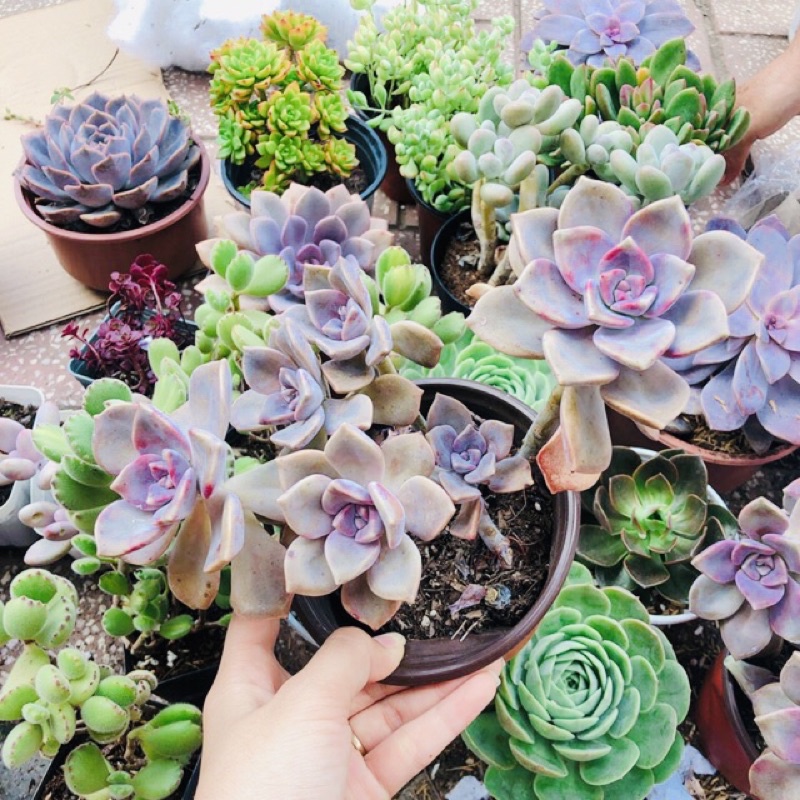 SEN ĐÁ HỒNG MẬP