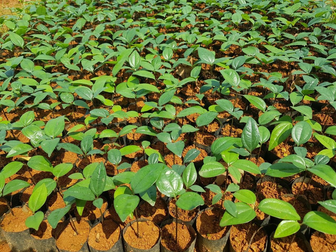 tinh dầu quế nguyên chất Yên Bái