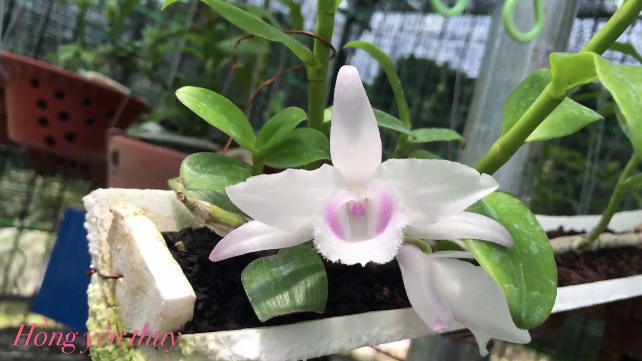 Phi điệp đột biến HỒNG YÊN THỦY