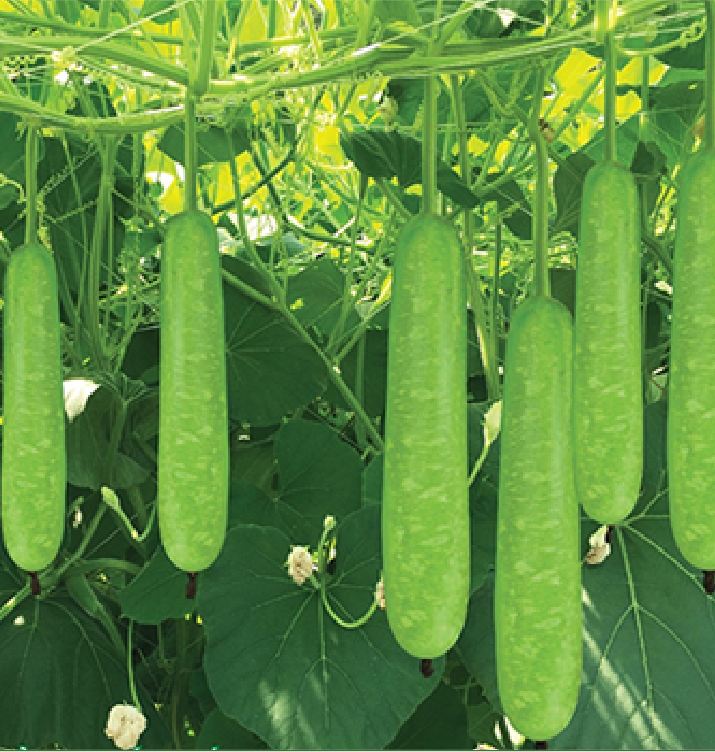 "Gói 10 Hạt " Hạt giống bầu lai siêu quả