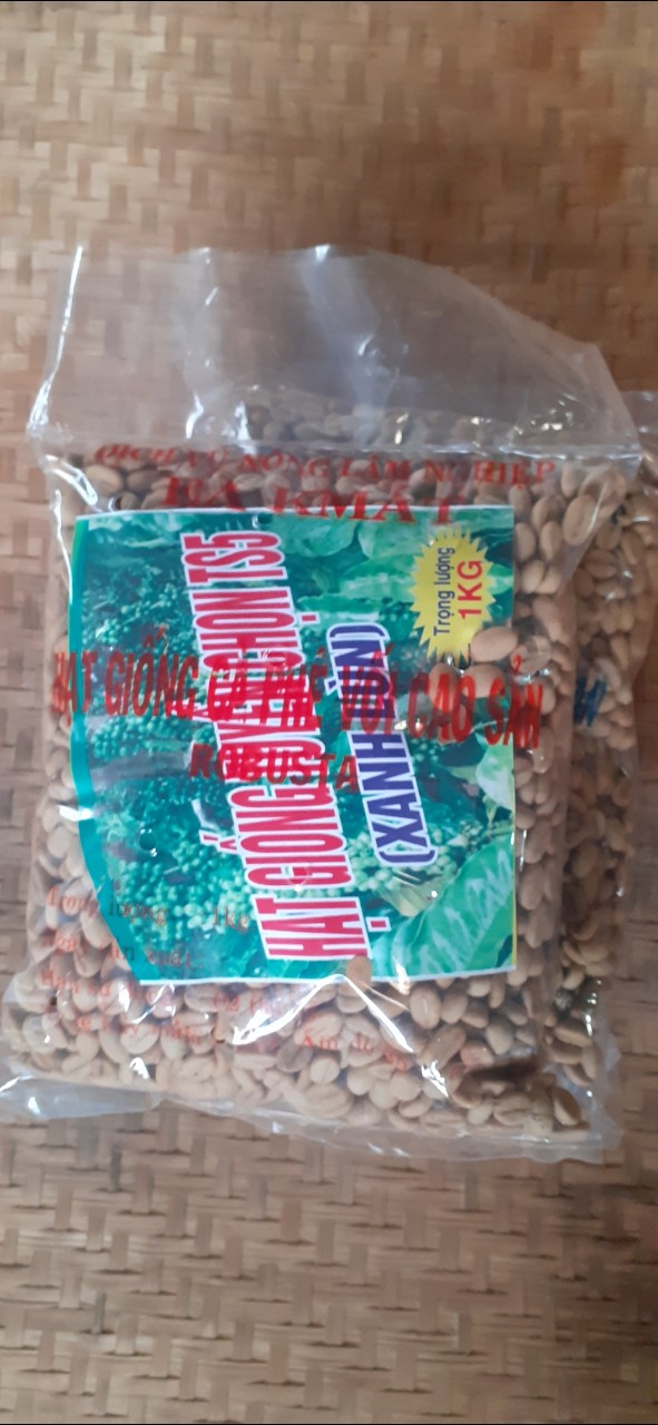 500gram hạt giống cà phê xanh lùn