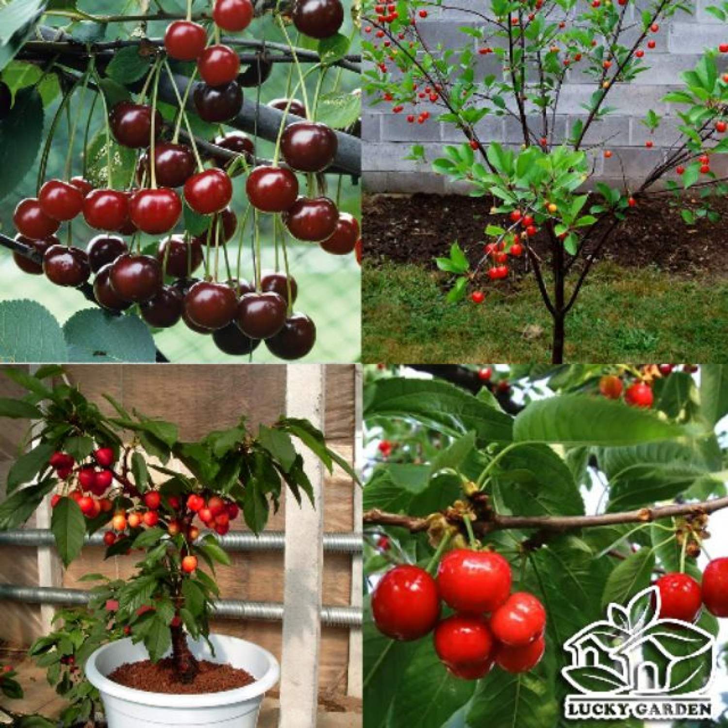 Ma242b gói 5 hạt giống cherry mỹ cao sản