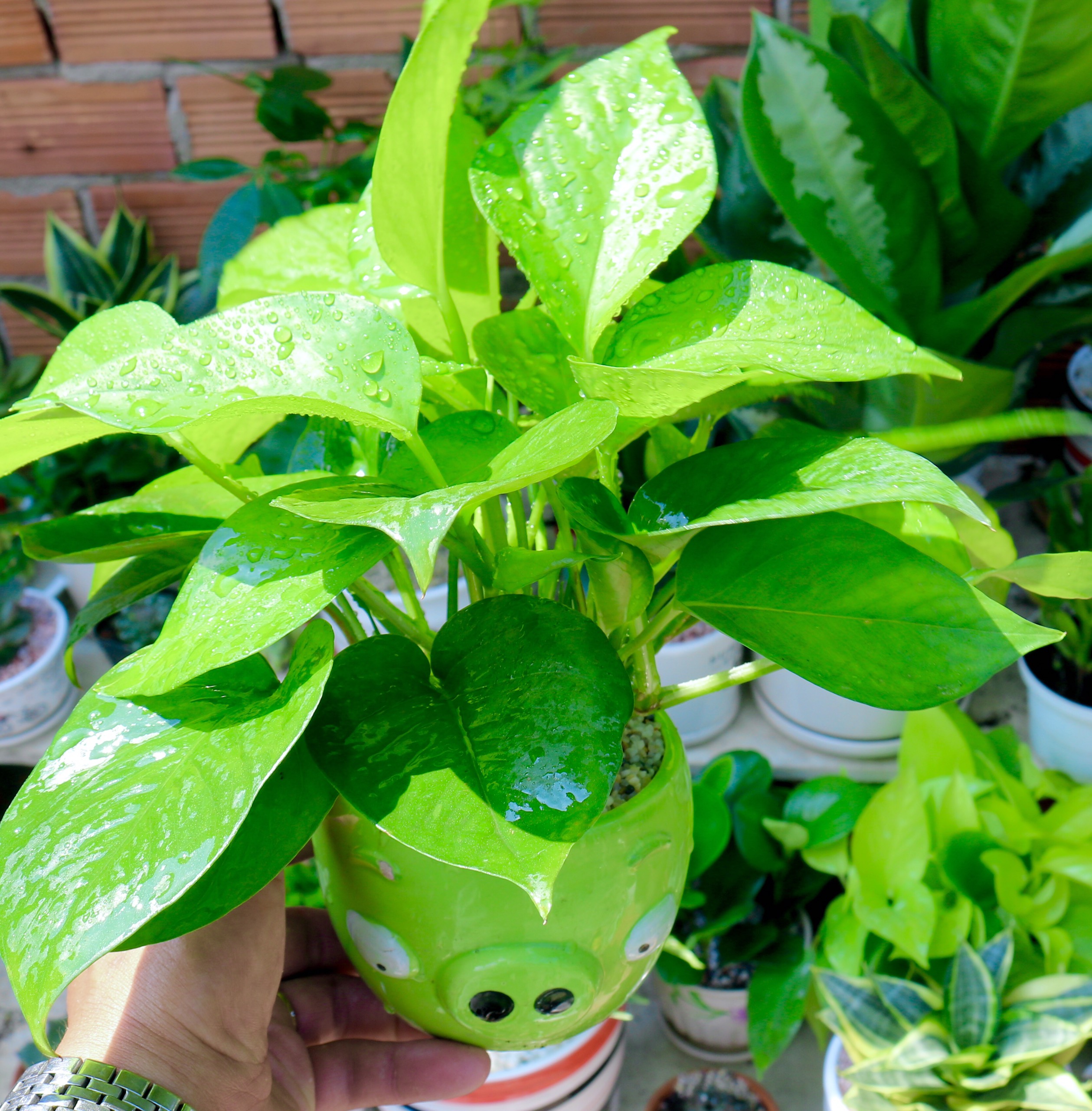 Chậu sứ cây Trầu Bà Thái xanh