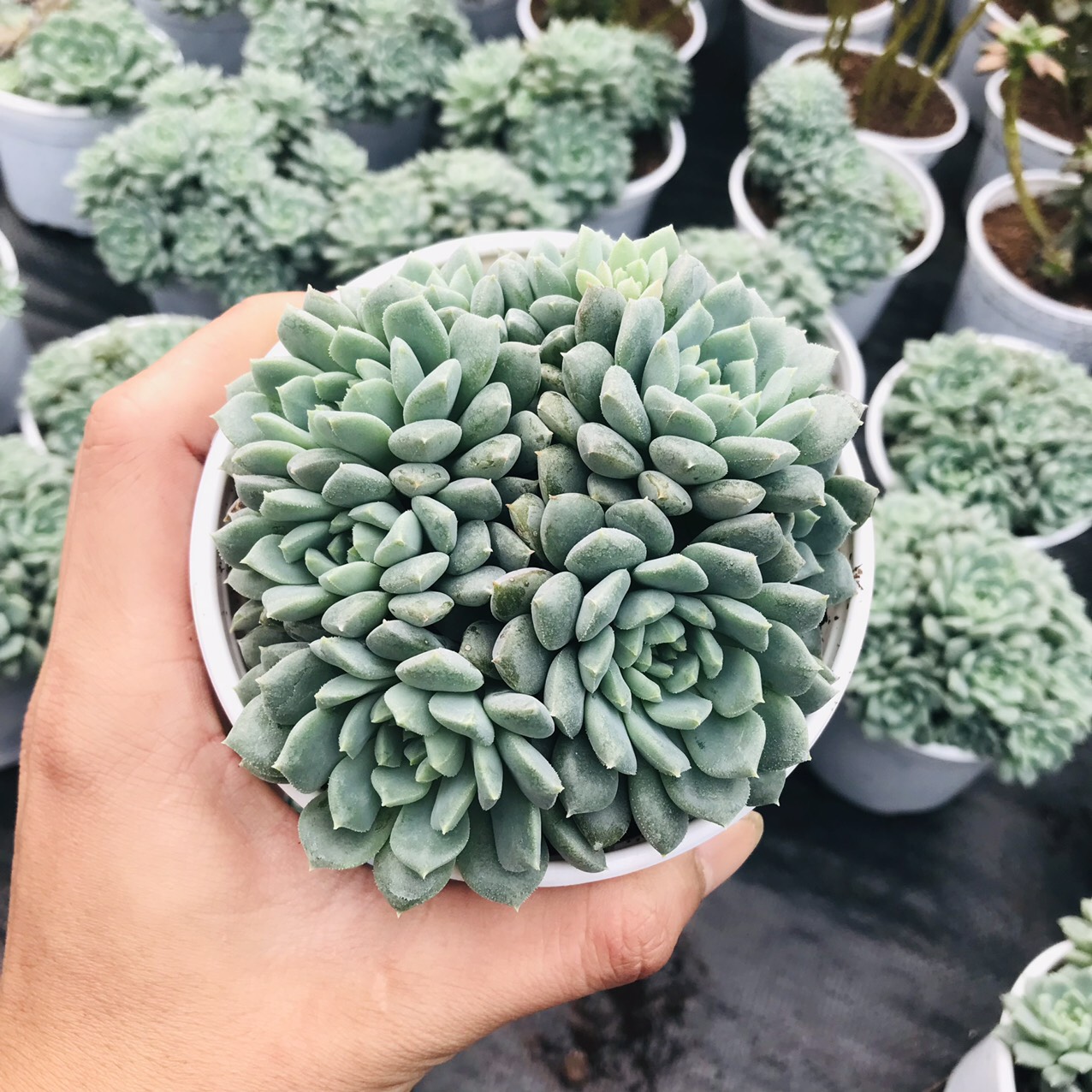 SEN ĐÁ NHÍM XANH SIZE TRUNG BÌNH LỖI 1 ĐỔI 1
