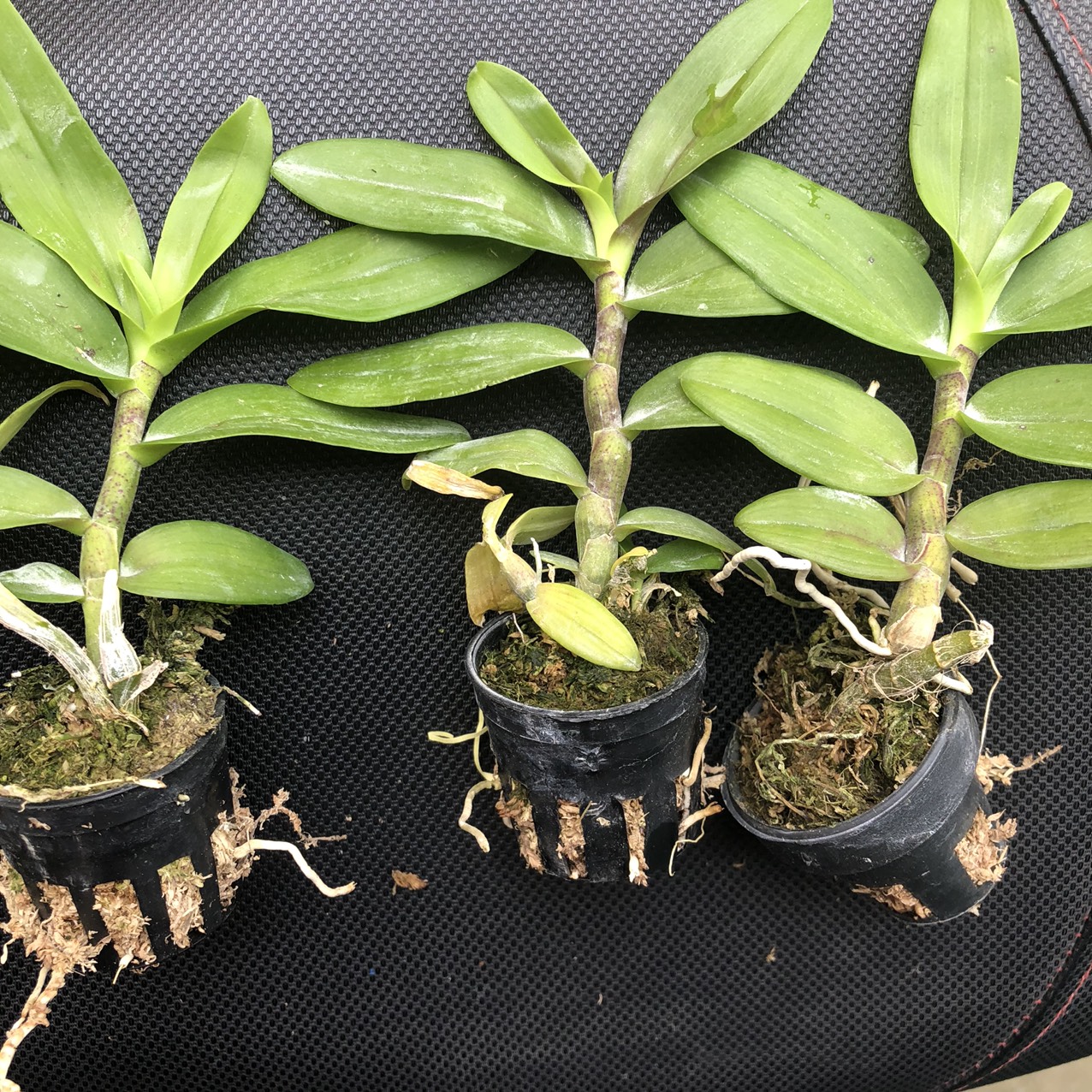 Trầm giống siêu đỏ bộ 3 cốc