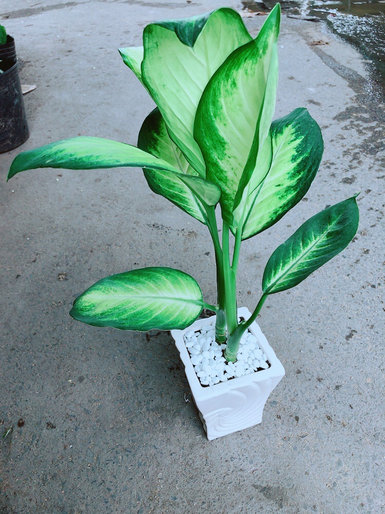 Chậu Vạn Niên Thanh