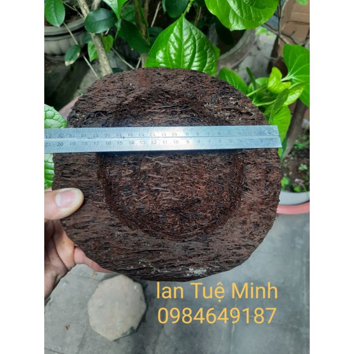 [Giá sỉ] Dớn đĩa chuyên dùng trồng Lan giữ ẩm tuyệt vời