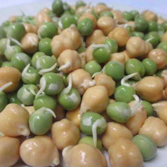 1kg hạt đậu gà mỹ oganic Nam Phi