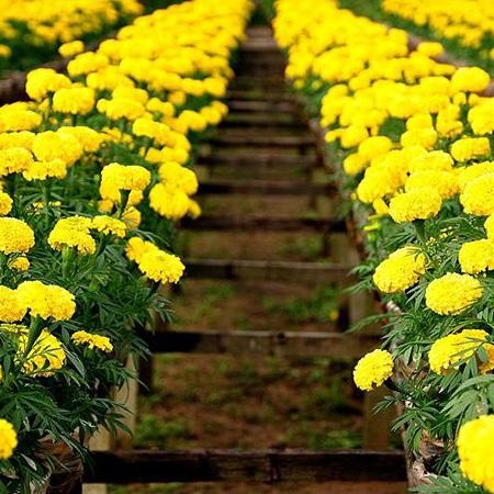 Hạt giống hoa Cúc Vạn Thọ - Sao Thần nông